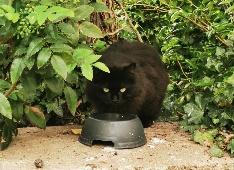 Chaton noir 2 Chaton noir 2