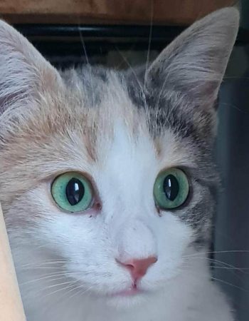 Tricolore chat Tricolore chat